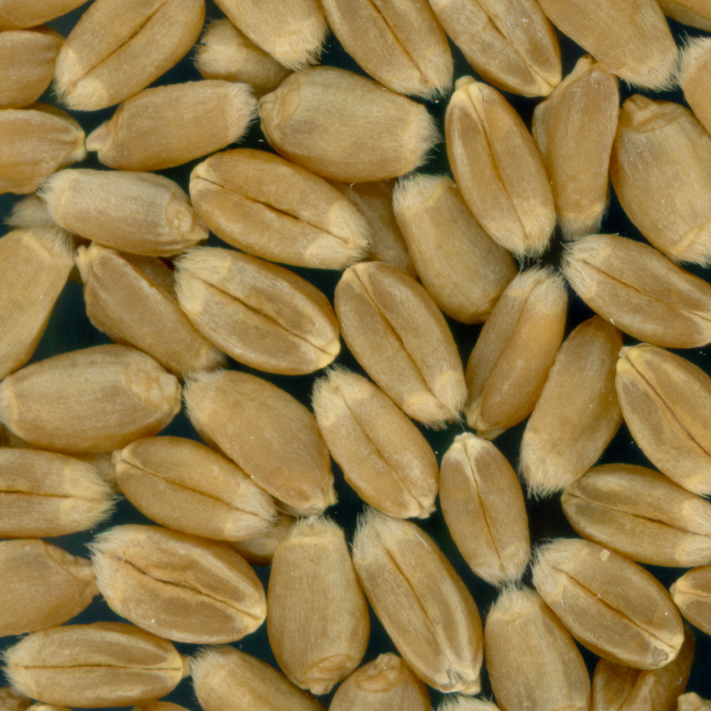 KERNELS